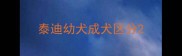 泰迪幼犬成犬区分