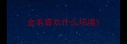 金毛喜欢什么环境