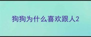 狗狗为什么喜欢跟人