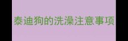 泰迪狗的洗澡注意事项