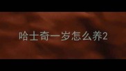 哈士奇一岁怎么养