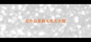 拉布拉多剃毛冬天衣服