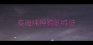 泰迪纯种狗的特征