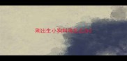 刚出生小狗叫唤怎么办