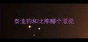 泰迪狗和比熊哪个漂亮
