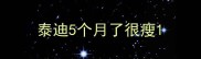 泰迪5个月了很瘦