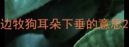 边牧狗耳朵下垂的意思