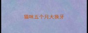 猫咪五个月大换牙
