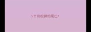 5个月松狮的尾巴