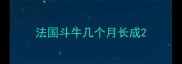 法国斗牛几个月长成