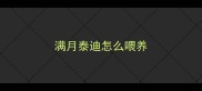 满月泰迪怎么喂养