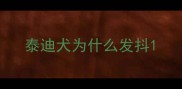 泰迪犬为什么发抖