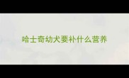 哈士奇幼犬要补什么营养
