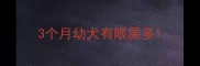 3个月幼犬有眼屎多