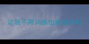 边牧不用训练也能放羊吗