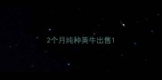 2个月纯种英牛出售