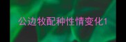 公边牧配种性情变化