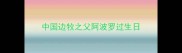 中国边牧之父阿波罗过生日