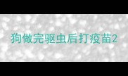 狗做完驱虫后打疫苗