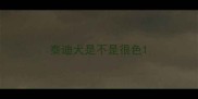 泰迪犬是不是很色