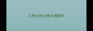 三把火哈士奇大狗照片