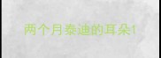 两个月泰迪的耳朵