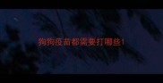 狗狗疫苗都需要打哪些