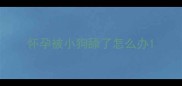 怀孕被小狗舔了怎么办