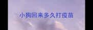 小狗回来多久打疫苗