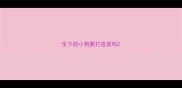 生下的小狗要打疫苗吗