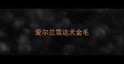 爱尔兰雪达犬金毛
