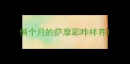 俩个月的萨摩耶咋样养