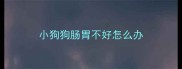 小狗狗肠胃不好怎么办