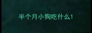 半个月小狗吃什么