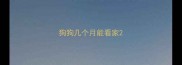 狗狗几个月能看家