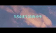 冬天泰迪可以剃胎毛吗