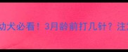 博美疫苗全攻略幼犬必看3月龄前打几针注意事项一篇说清
