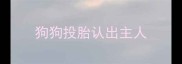 狗狗投胎认出主人
