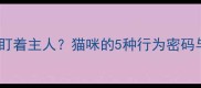 猫咪弓着背盯着主人猫咪的5种行为密码与应对指南