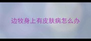 边牧身上有皮肤病怎么办