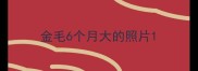金毛6个月大的照片