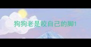 狗狗老是咬自己的脚