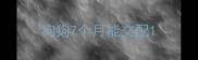 狗狗7个月能交配