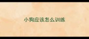 小狗应该怎么训练
