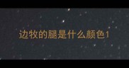 边牧的腿是什么颜色
