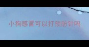 小狗感冒可以打预防针吗