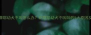 两个月大萨摩耶幼犬不叫怎么办萨摩耶幼犬不吠叫的5大原因及科学应对方法