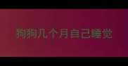 狗狗几个月自己睡觉