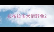 拉布拉多犬猎野兔