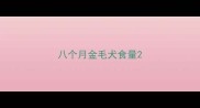 八个月金毛犬食量